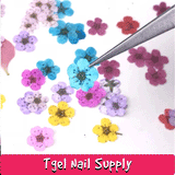 Dried Flowers Nail Art Decorations Colorful Natural Dry Flower | Hoa Khô